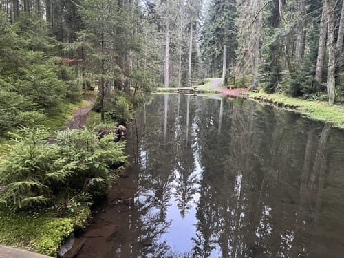 Wasserrad Paradies