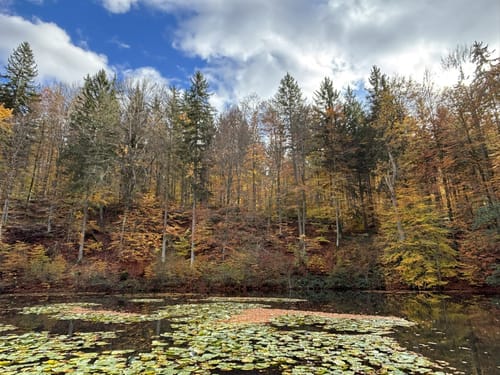 Herzog-Jäger-Pfad (Premiumwanderweg)