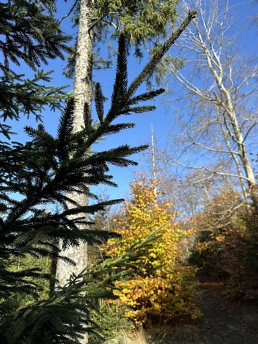Radauwasserfall - Eckertalsperre