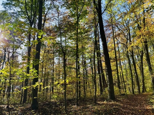 Stadtwald Göttingen: Wildgehege Damwild - Bismarckturm