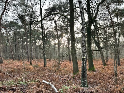 Birgeler Urwald (Wasser.Wander.Wald.)