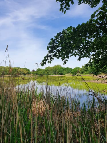 An den Teichen beim Bautzener Stausee