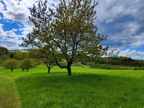Wacholderpfad Roßbach P9 (Premiumwanderweg)