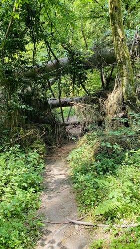 Rabenlay (Premiumwanderweg)