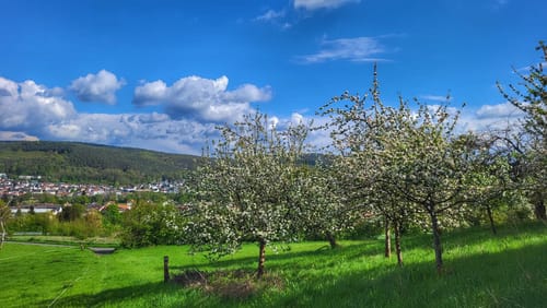 Rundwanderweg Höchst 4