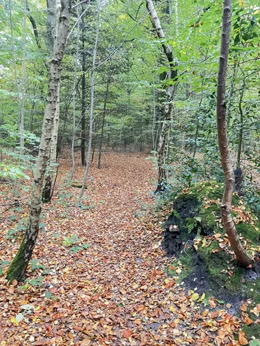 Best forest trails in Skærbæk | AllTrails