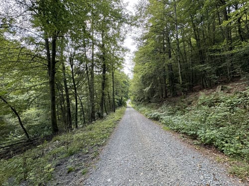Runde im Waldreservat Schanze