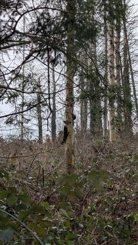 Von Hoffnungsthal rundum der Sülz