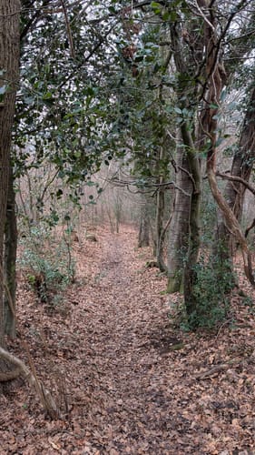 Von Hoffnungsthal rundum der Sülz