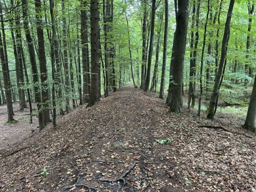Keltenwanderweg Dannenfels