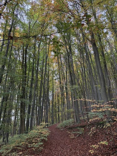 Kanstein-Klippen-Rundweg (SA 3)