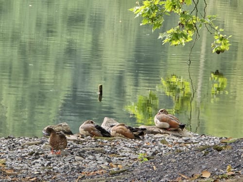 Durch den Rombergpark