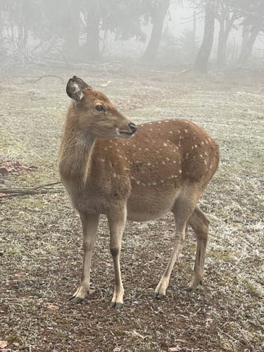 Weiskircher Wildkatzenpfad (Traumschleifchen)