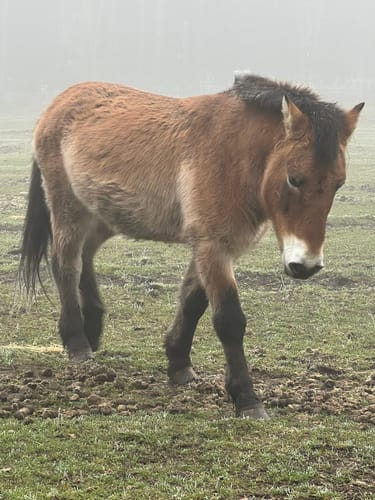 Weiskircher Wildkatzenpfad (Traumschleifchen)