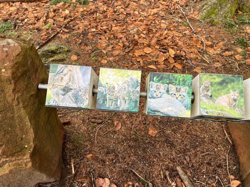 Weiskircher Wildkatzenpfad (Traumschleifchen)