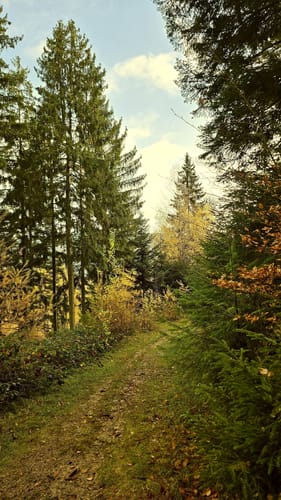 Westweg Etappe 3: Forbach - Unterstmatt