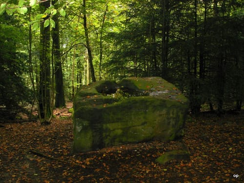 Auf dem Deister-Kamm von Springe nach Bantorf