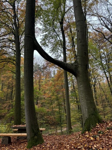 DAV Tour 3 "Buchennaturwald mit Harzblick"
