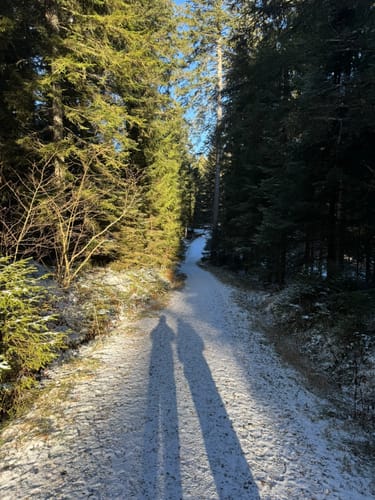 Tannenriesen (Premiumwanderweg)