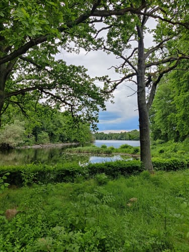 Durch den Düppeler Forst zum Forsthaus Moorlake