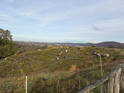Runde um den Rodderberg
