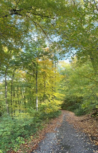 Rheinsteig Etappe 12: Braubach - Kamp-Bornhofen