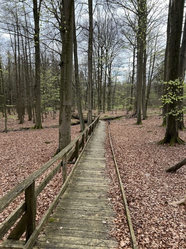 Todtenbruchmoor
