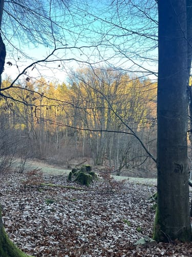 Von Falkenstein um den Franzkopf