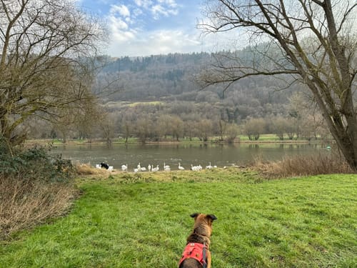 Beidseits der Mosel zwischen Neef und Senheim