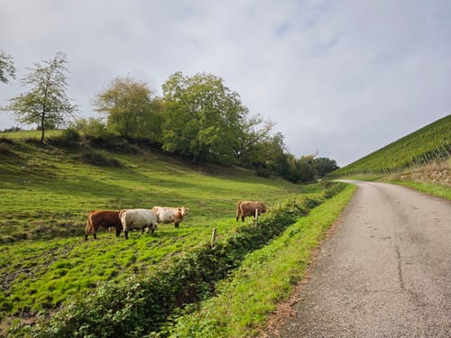 RheinBurgenWeg Etappe 11: Oberwesel - Bacharach