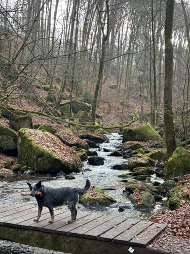 Trippstadt - Burg Wilenstein -Karlstalschlucht