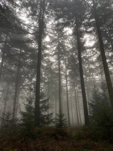 Moore-Pfad Schneifel (Premiumwanderweg)