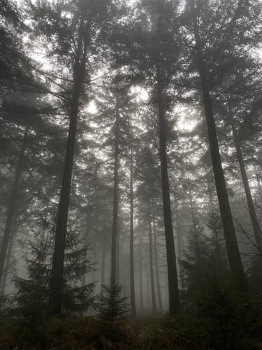 Moore-Pfad Schneifel (Premiumwanderweg)
