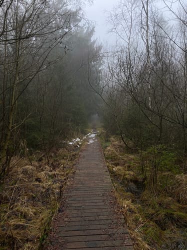 Moore-Pfad Schneifel (Premiumwanderweg)