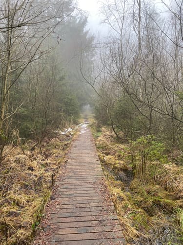 Moore-Pfad Schneifel (Premiumwanderweg)