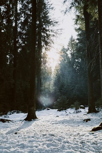 Schmücke - Hochmoor am Beerberg - Schneekopf