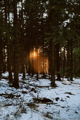 Schmücke - Hochmoor am Beerberg - Schneekopf