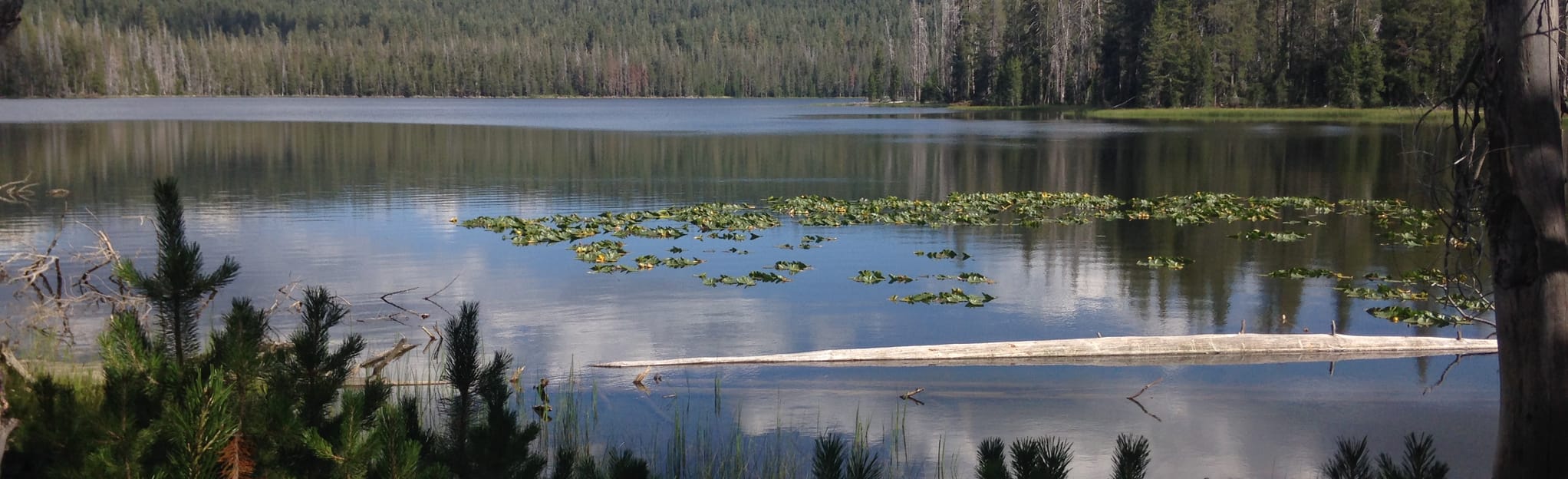 Horseshoe Lake Trail 28 Reviews, Map California AllTrails
