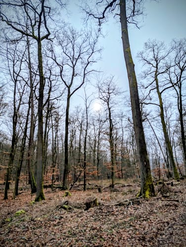 Bekond Rundweg
