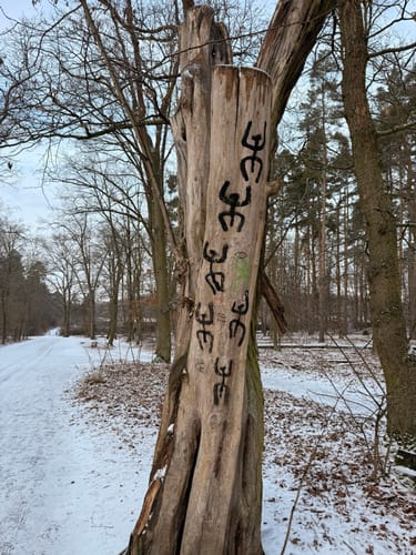 Grunewald: Drachenberg - Teufelsberg