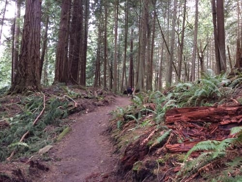 Larrabee State Park Hikes Best 10 Trails In Larrabee State Park | Alltrails