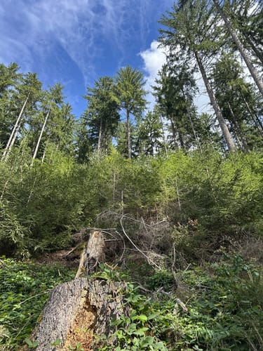 Kleiner Rundwanderweg Finsterbergen