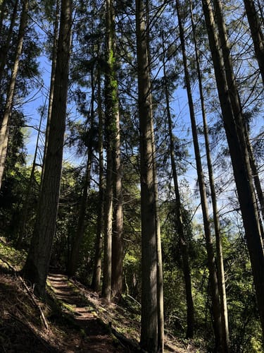 Klüsserather Sagenweg (Moselsteig Seitensprung)