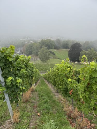 Vom Petrisberg zur Streuobstwiese an der Uni