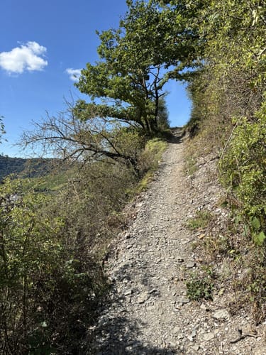 Moselsteig Etappe 14: Reil - Zell (Mosel)