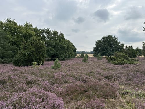 Von Tütsberg ins Twieselmoor