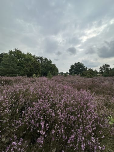 Von Tütsberg ins Twieselmoor