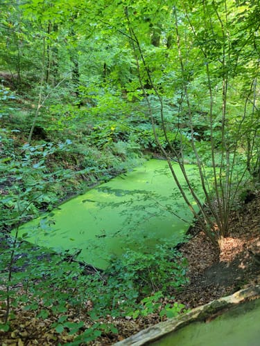 Fellingshausen: Archäologischer Wanderweg auf den Dünsberg