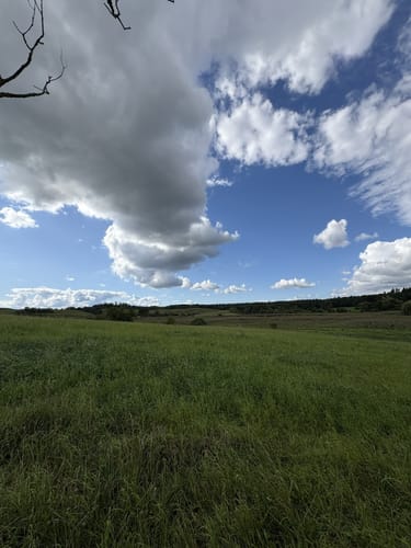 Schorfheide: Buchenwald Grumsin