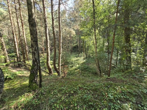 Gräfenhainichen - Dübener Heide - Gröberner See